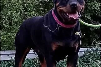 Szczeniak rottweiler suczka, Lubelskie, Lublin