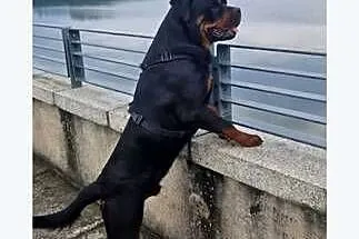 Szczeniak rottweiler suczka, Lubelskie, Lublin