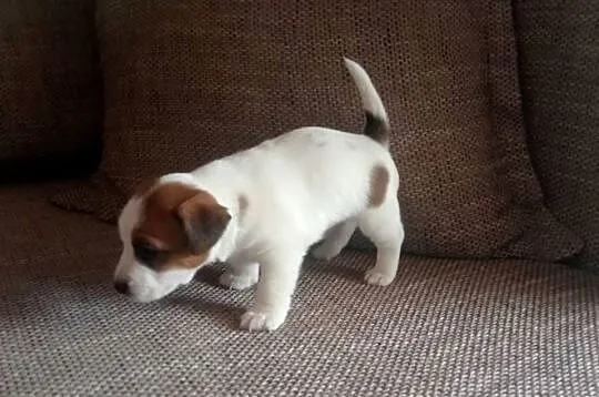 Piesek Jack Russell Terrier FCI ZKwP-Wrocław, Dolnośląskie