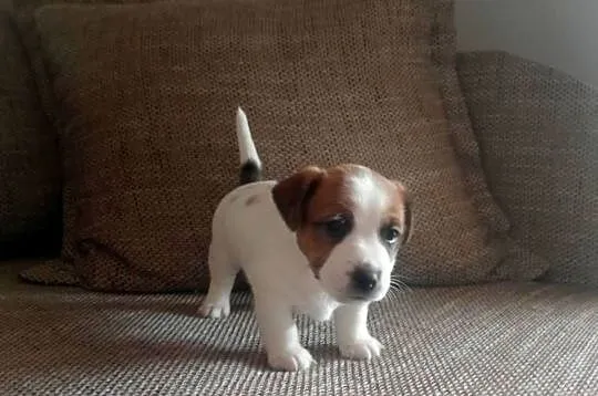 Piesek Jack Russell Terrier FCI ZKwP-Wrocław, Dolnośląskie