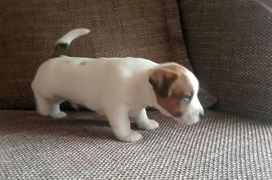 Piesek Jack Russell Terrier FCI ZKwP-Wrocław, Dolnośląskie