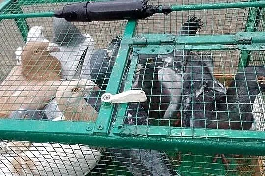 Gołębie rzeszowskie, Śląskie, Dąbrowa Górnicza