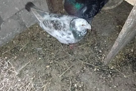 Gołębie rzeszowskie, Śląskie, Dąbrowa Górnicza