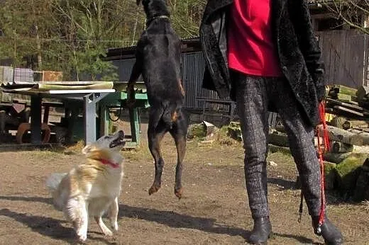 Jagoda - sunia w typie jagteriera mała łagodna, po