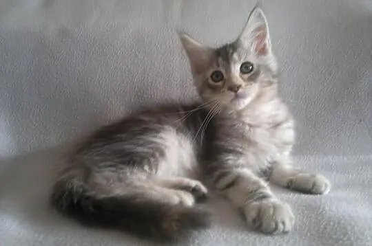 OKAZJA! Koteczka Maine Coon z rodowodem