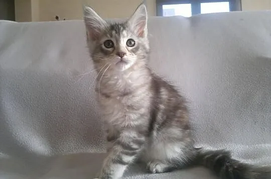 OKAZJA! Koteczka Maine Coon z rodowodem