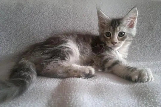 OKAZJA! Koteczka Maine Coon z rodowodem