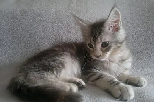 OKAZJA! Koteczka Maine Coon z rodowodem