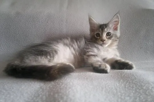 OKAZJA! Koteczka Maine Coon z rodowodem