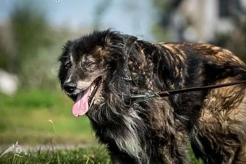 Dojrzały, kochany, grzeczny ASLAN do adopcji!,  św