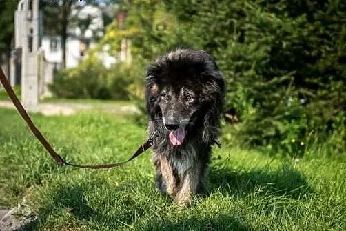 Dojrzały, kochany, grzeczny ASLAN do adopcji!,  św