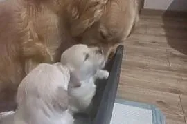Piesek Golden Retriever