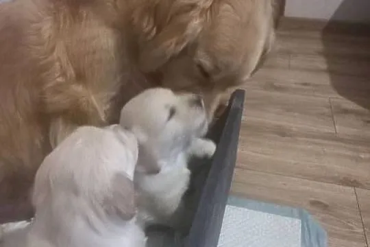 Piesek Golden Retriever