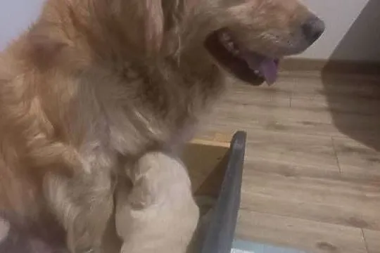 Piesek Golden Retriever, Lubelskie, Poniatowa