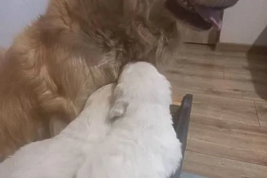 Piesek Golden Retriever, Lubelskie, Poniatowa