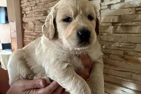 Piesek Golden Retriever, Lubelskie, Poniatowa