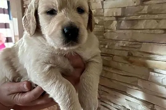 Piesek Golden Retriever, Lubelskie, Poniatowa