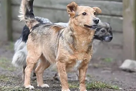 Jula młoda,przeurocza sunia do adopcji.,  małopolskie Kraków