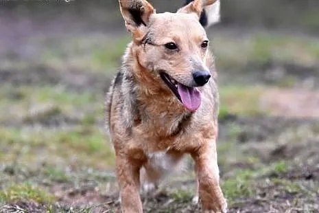 Jula młoda,przeurocza sunia do adopcji.,  małopols
