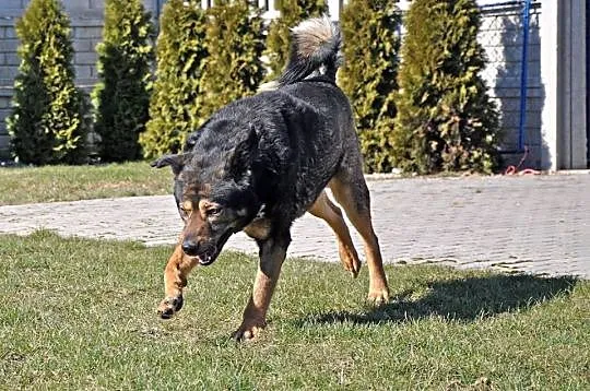 Neron, piękny i duży pies, szuka domu z rajskim og