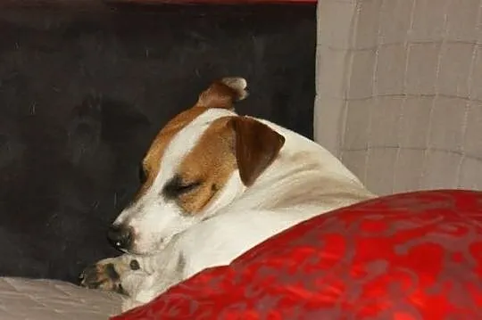 Dwa psy jack russell terier - ułożone, łagodne - s