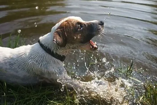 Dwa psy jack russell terier - ułożone, łagodne - s