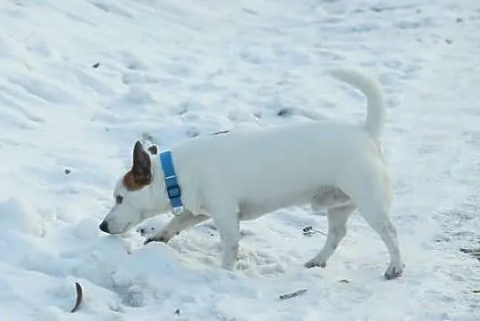 Dwa psy jack russell terier - ułożone, łagodne - s