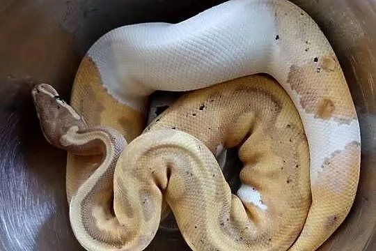 Pyton królewski samiec, samica, Mazowieckie, Warszawa
