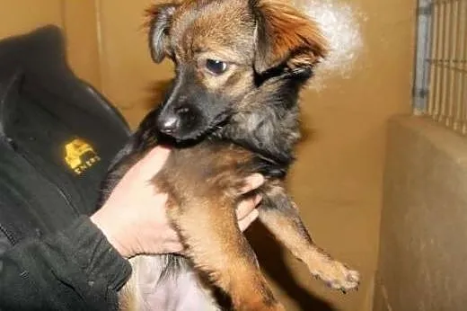 Mikro suczka - mała Mimi - kruszyna czeka na adopcję,  śląskie Katowice