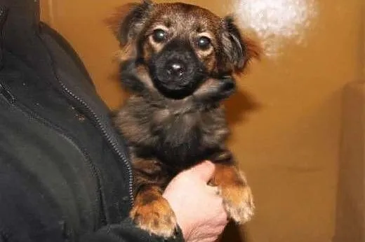 Mikro suczka - mała Mimi - kruszyna czeka na adopc