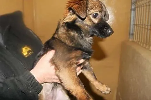 Mikro suczka - mała Mimi - kruszyna czeka na adopc