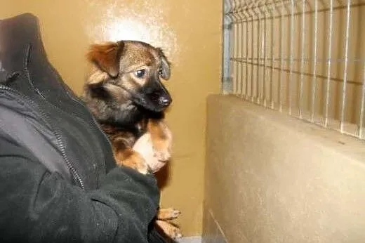 Mikro suczka - mała Mimi - kruszyna czeka na adopc