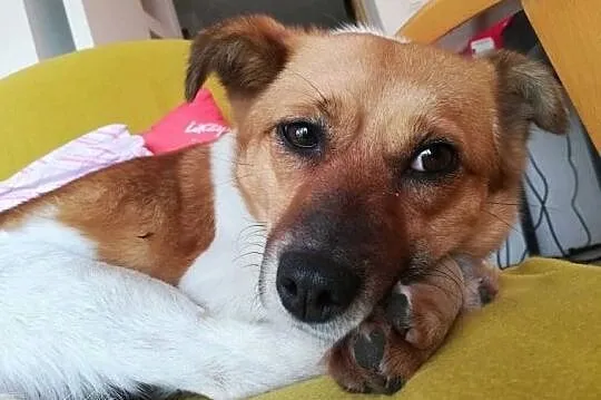 LENKA młoda wspaniała sunia potrzebuje domku gdzie będzie szczęśliwa, Wielkopolskie, Poznań