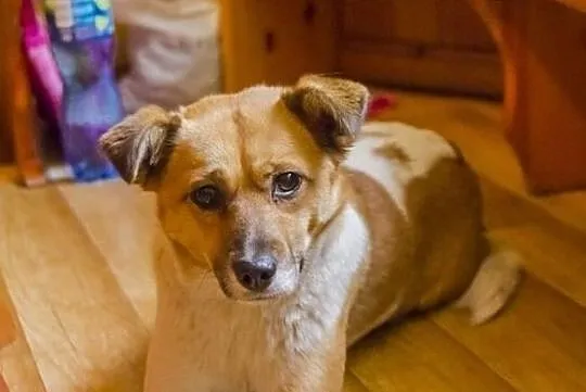 LENKA młoda wspaniała sunia potrzebuje domku gdzie będzie szczęśliwa, Wielkopolskie, Poznań