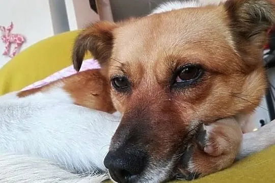 LENKA młoda wspaniała sunia potrzebuje domku gdzie będzie szczęśliwa, Wielkopolskie, Poznań