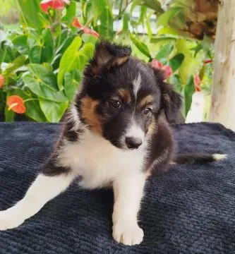 Wesołe szczenięta rasy collie rasy baorded, pies i suczka., , Warszawka