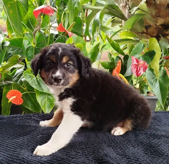 Wesołe szczenięta rasy collie rasy baorded, pies i suczka., , Warszawka