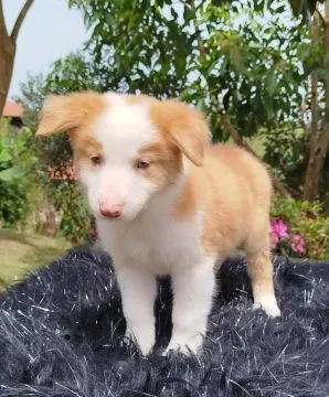 Wesołe szczenięta rasy collie rasy baorded, pies i suczka., , Warszawka