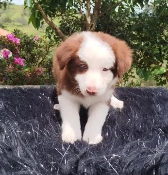 Wesołe szczenięta rasy collie rasy baorded, pies i suczka., , Warszawka