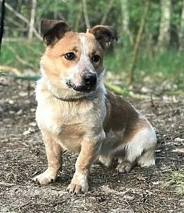 ŁATEK - kochany, wesoły, roczny psiak do adopcji, mazowieckie Warszawa, Mazowieckie, Warszawa