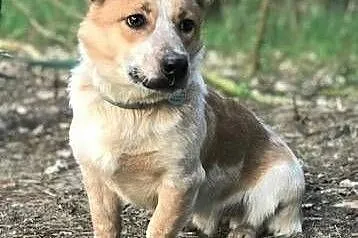 ŁATEK - kochany, wesoły, roczny psiak do adopcji,  mazowieckie Warszawa, Mazowieckie, Warszawa
