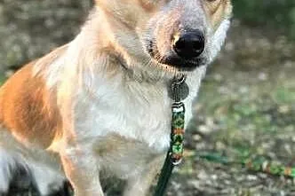 ŁATEK - kochany, wesoły, roczny psiak do adopcji,  mazowieckie Warszawa, Mazowieckie, Warszawa