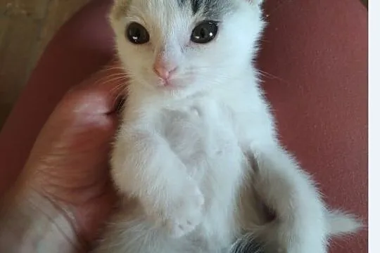 Cudowne i rozkoszne kocięta do adopcji!