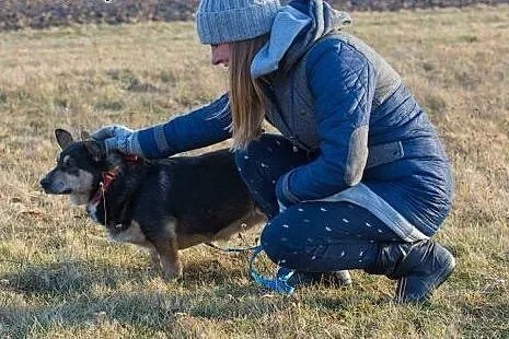 WethWeth, wyjątkowy pies szuka domu!,  Kundelki ca