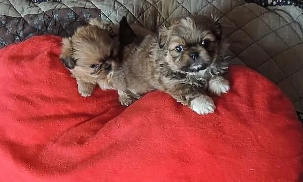 śliczne shiz tzu