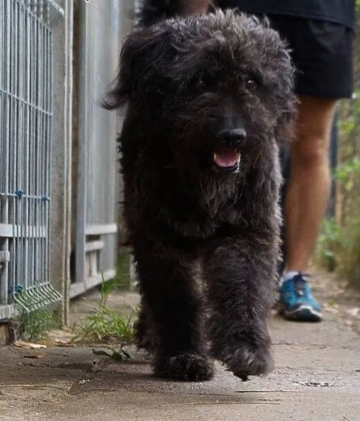 Ambroży- cudowny kudłacz do adopcji!, małopolskie