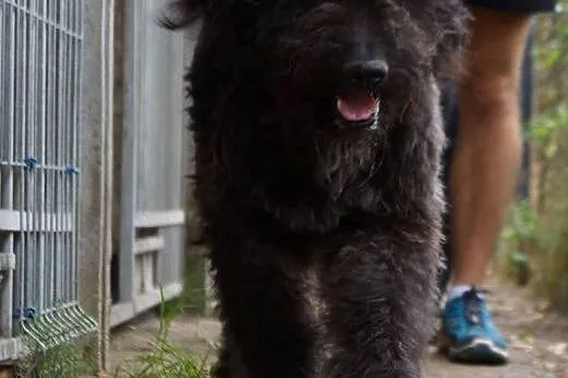 Ambroży- cudowny kudłacz do adopcji!, małopolskie Kraków