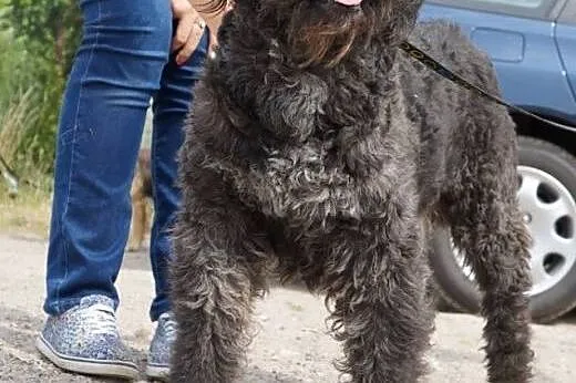Ambroży- cudowny kudłacz do adopcji!,  małopolskie