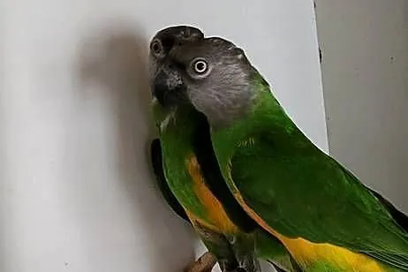Senegalki para 19r