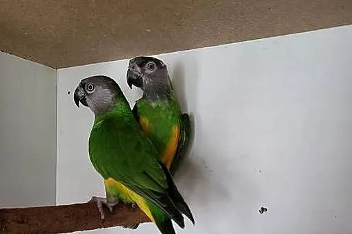 Senegalki para 19r, Mazowieckie, Sulbiny